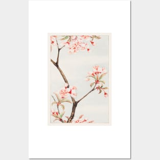 Flower painting, Sakura cherry during 1870–1880 by Megata Morikaga Posters and Art